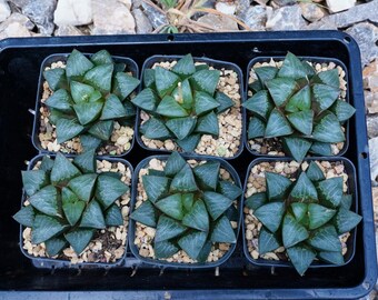 27h 多肉植物　ハオルチア　温玉コレクタ　自家繁殖　鉢植え発送 76a 多肉植物 ハオルチア 温玉コレクタ 自家繁殖 鉢植え発送 多肉植物