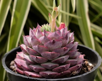 Echeveria shallo rosier succulent