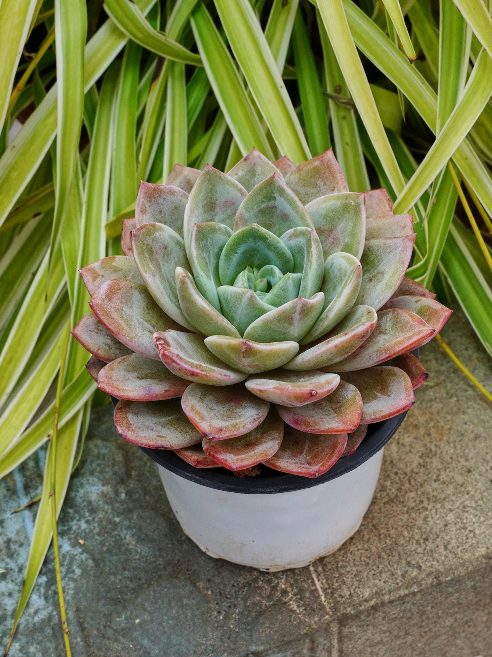 エケベリア ドイツ産シャンパン多肉植物 - Etsy 日本