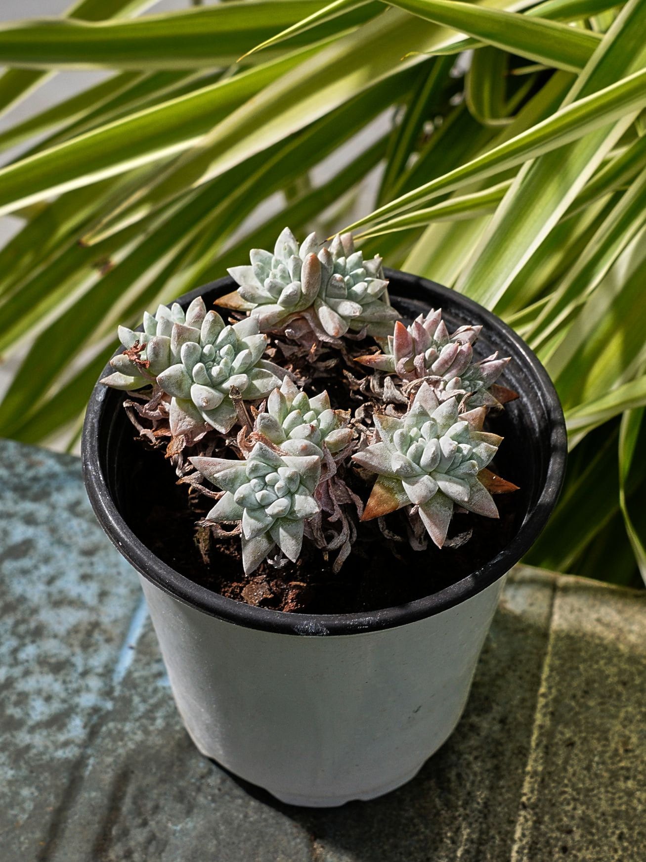 多肉植物　白菊　ダドレア　グノマ　Dudleya gnoma 1株 多肉植物 白菊 ダドレア グノマ Dudleya gnoma 1株 - メルカリ 多肉