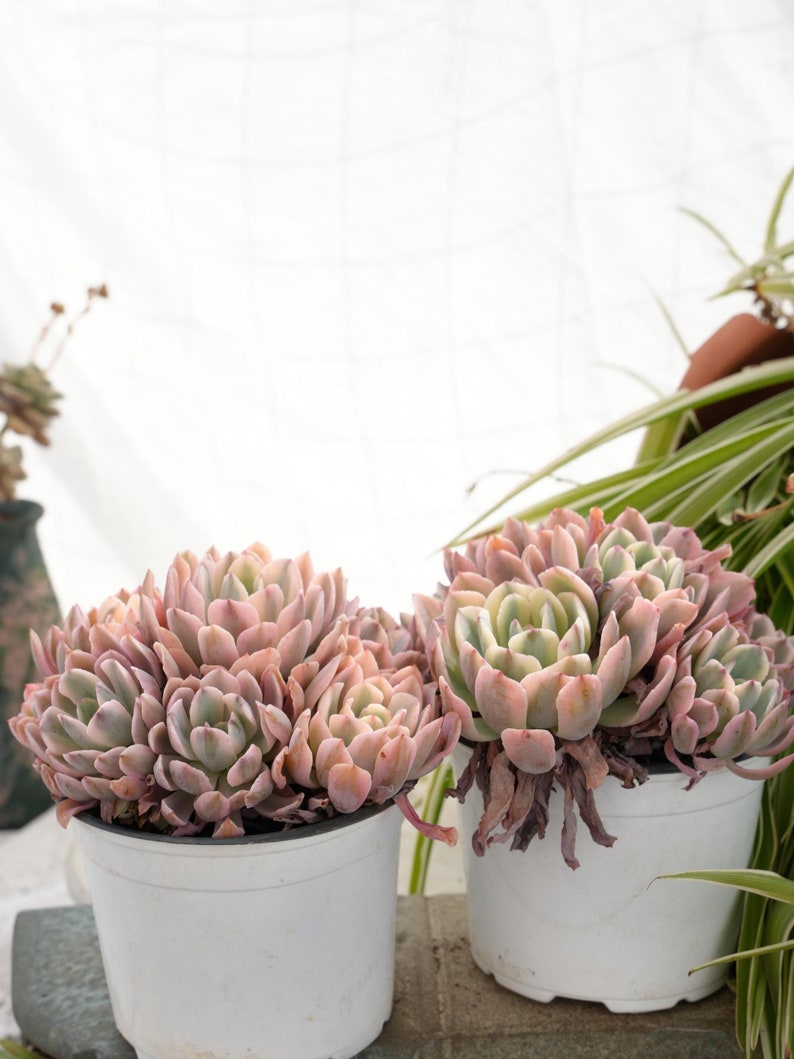 Echeveria Hoveyi Variegated-Succulent image 6