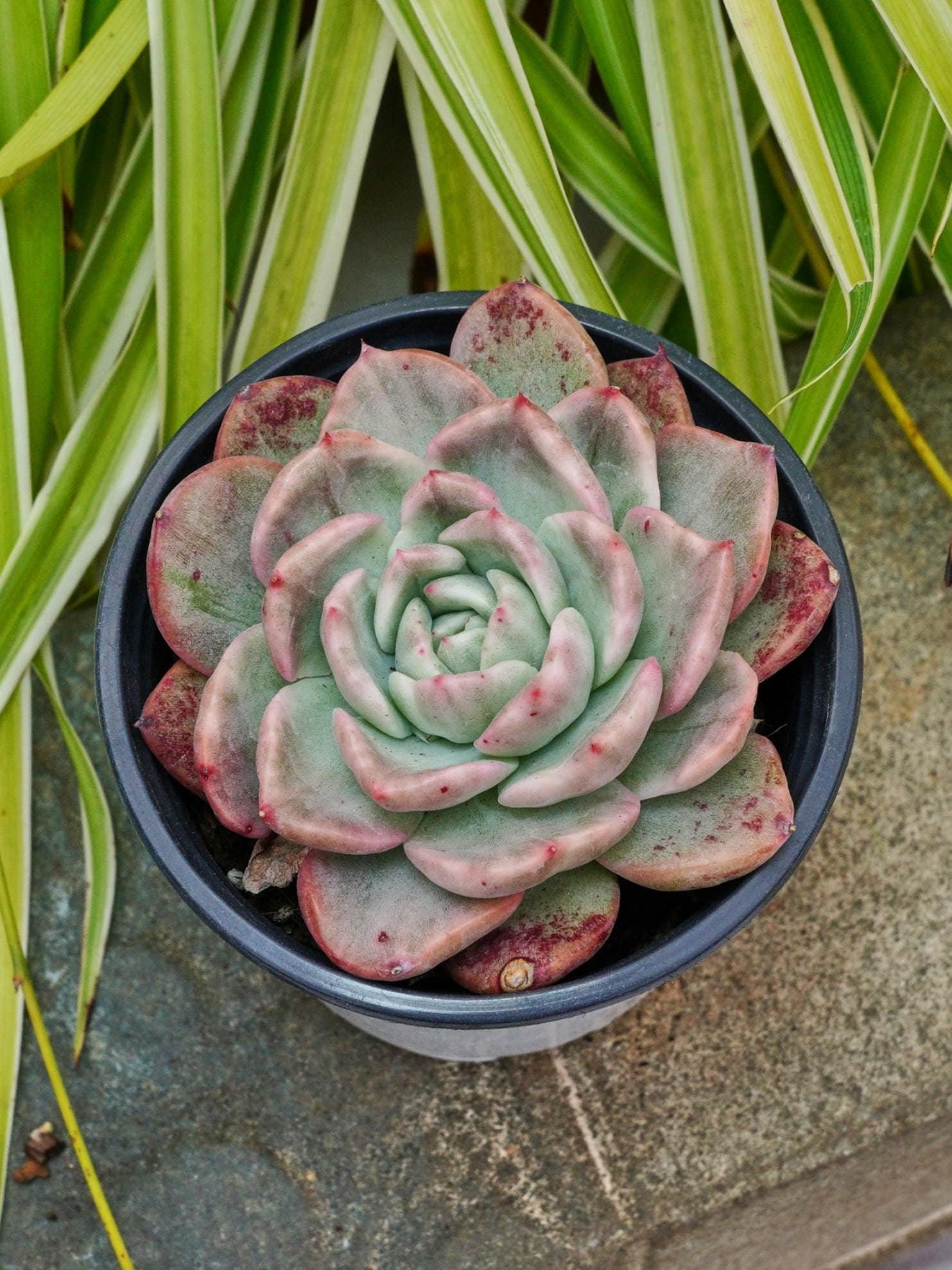 多肉植物 エケベリア・フィレンツェ斑入り（大） 薄葉覆輪斑】多肉