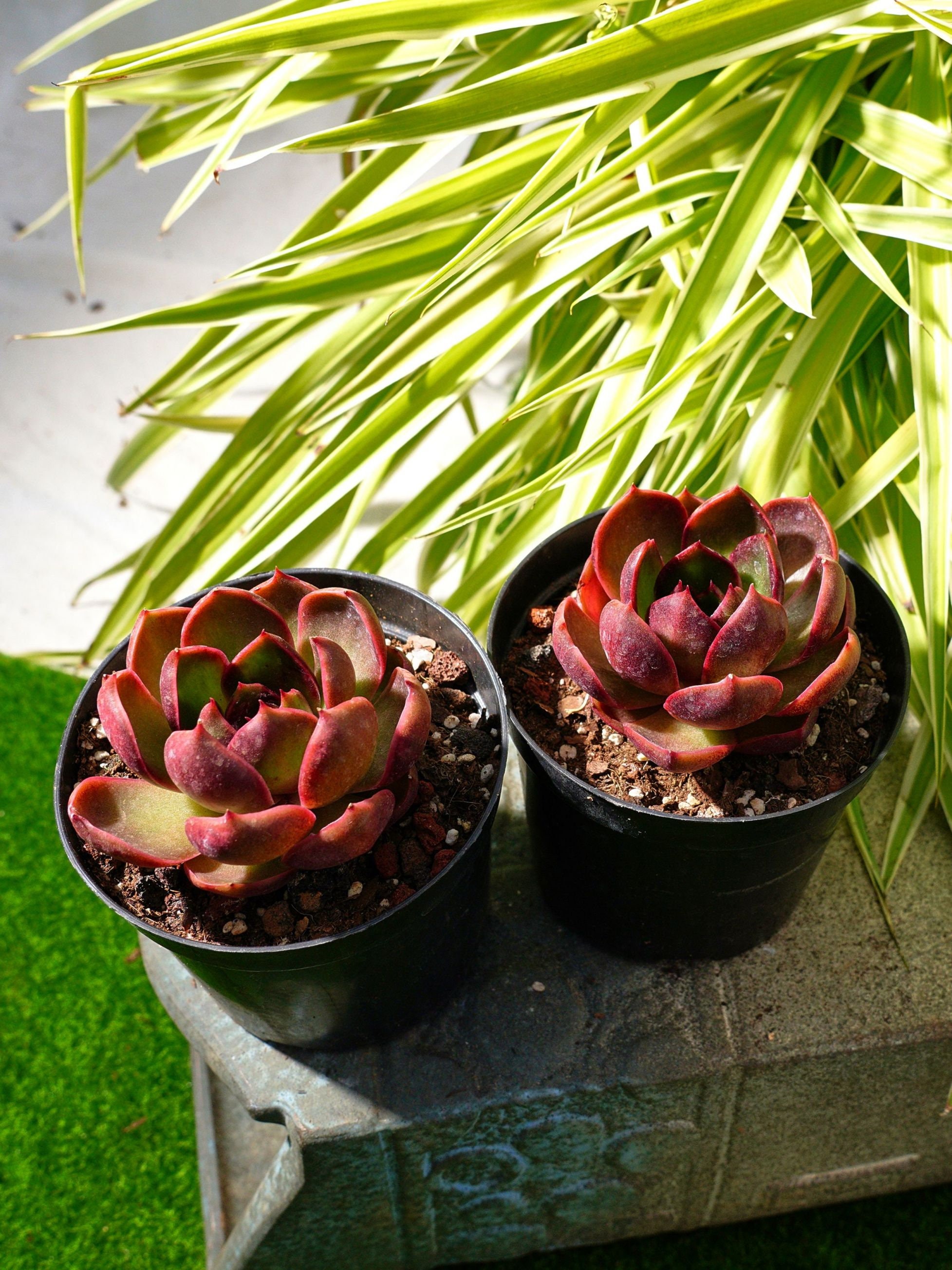 エケベリア レッドライト多肉植物 - Etsy 日本