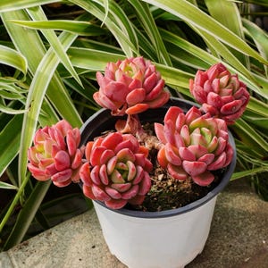 May include: A potted succulent plant with vibrant red and green leaves. The succulent is in a white plastic pot, set against a backdrop of green and white striped foliage. The plant is a vibrant addition to any home.