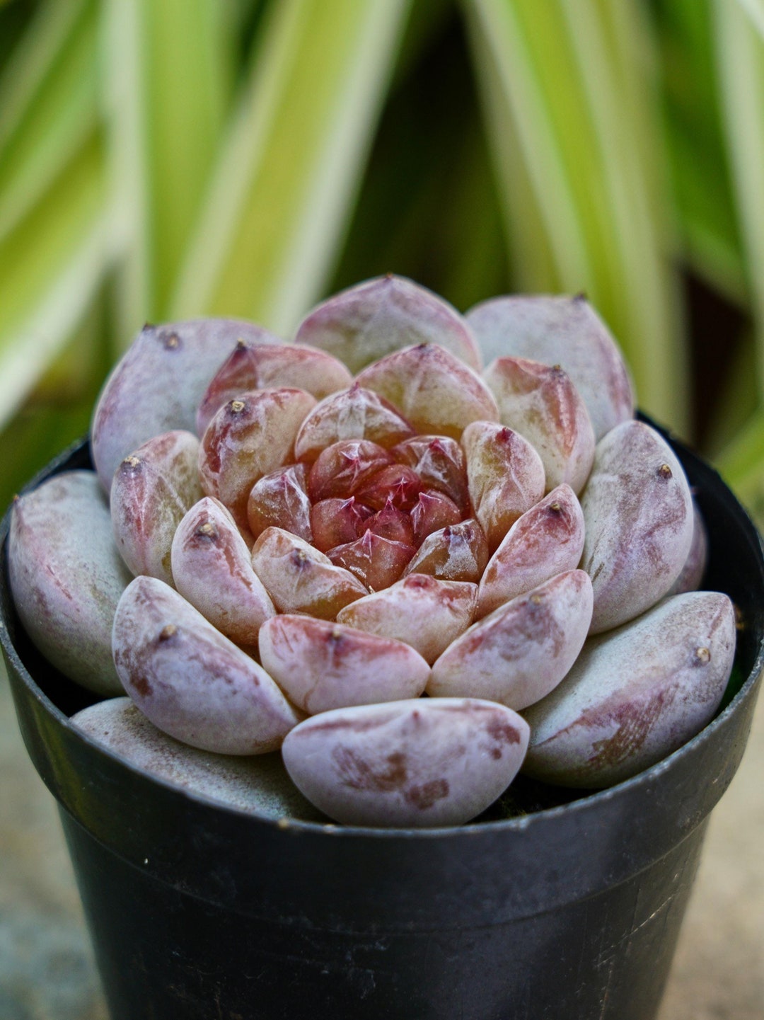 エケベリア アイスソウル - 多肉植物 - Etsy 日本