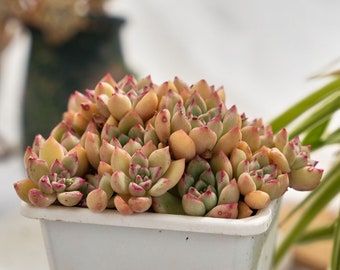 Echeveria Arzee-Succulent