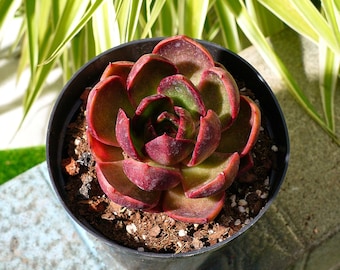 エケベリア レッドライト多肉植物 - Etsy 日本