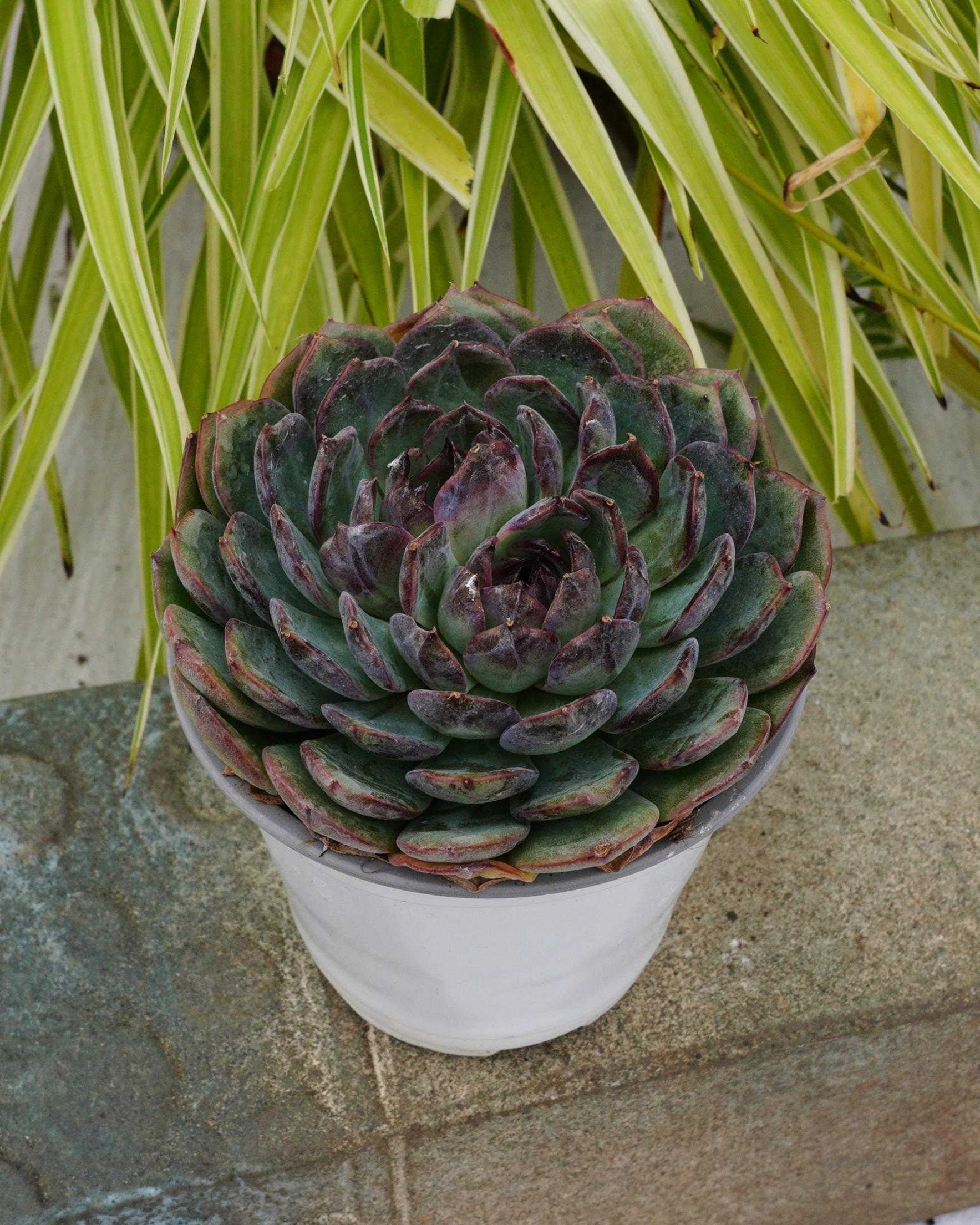 Top【選抜株】多肉植物　264358ブルー　エンチャーントレス　8個　鉢無し エケベリア ブルーエンチャントレス - 多肉植物 - Etsy 日本
