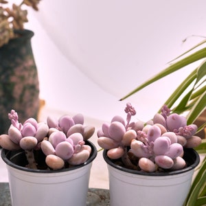 Graptopetalum Amethystinum Lavender Pebbles-Succulent image 6