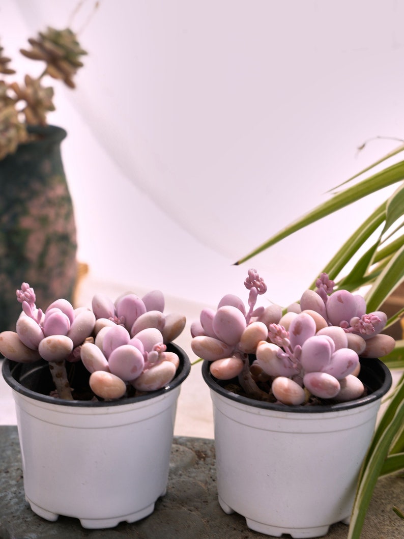 Graptopetalum Amethystinum Lavender Pebbles-Succulent image 6