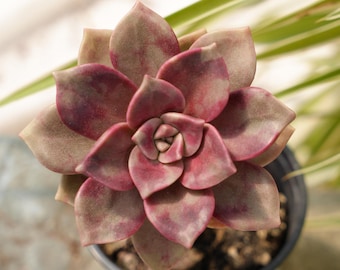 Echeveria Cream Puff - Etsy