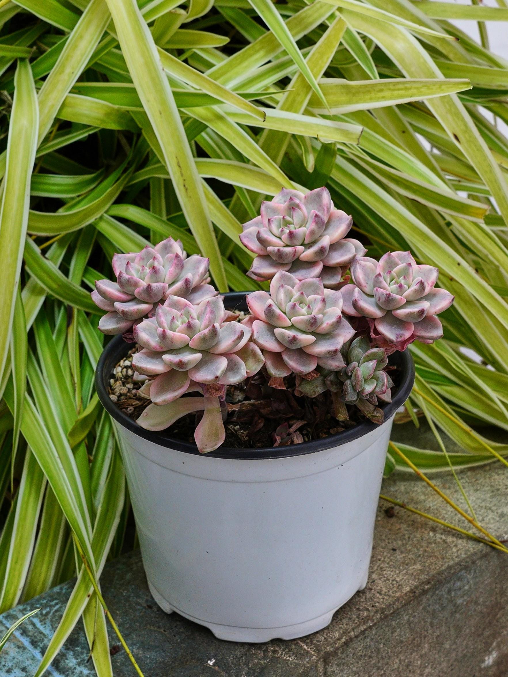 エケベリア プリティ イン ピンク 斑入り - 多肉植物 - Etsy 日本