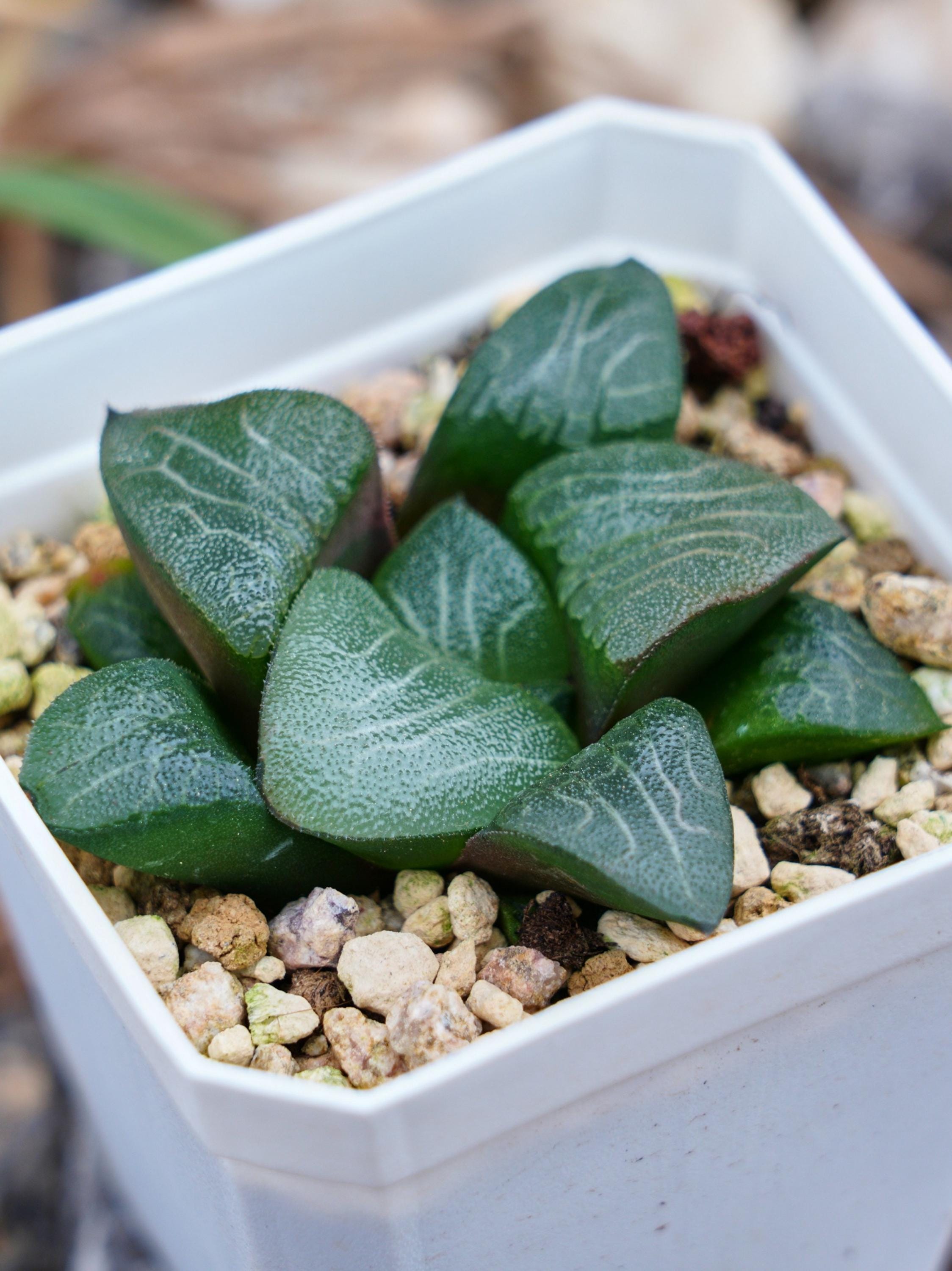 ハオルチア コレクタ 三笠山 - 多肉植物 - Etsy 日本