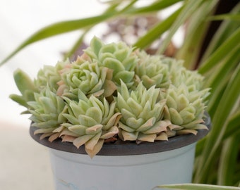 Graptoveria Rose Queen Variegated-Succulente