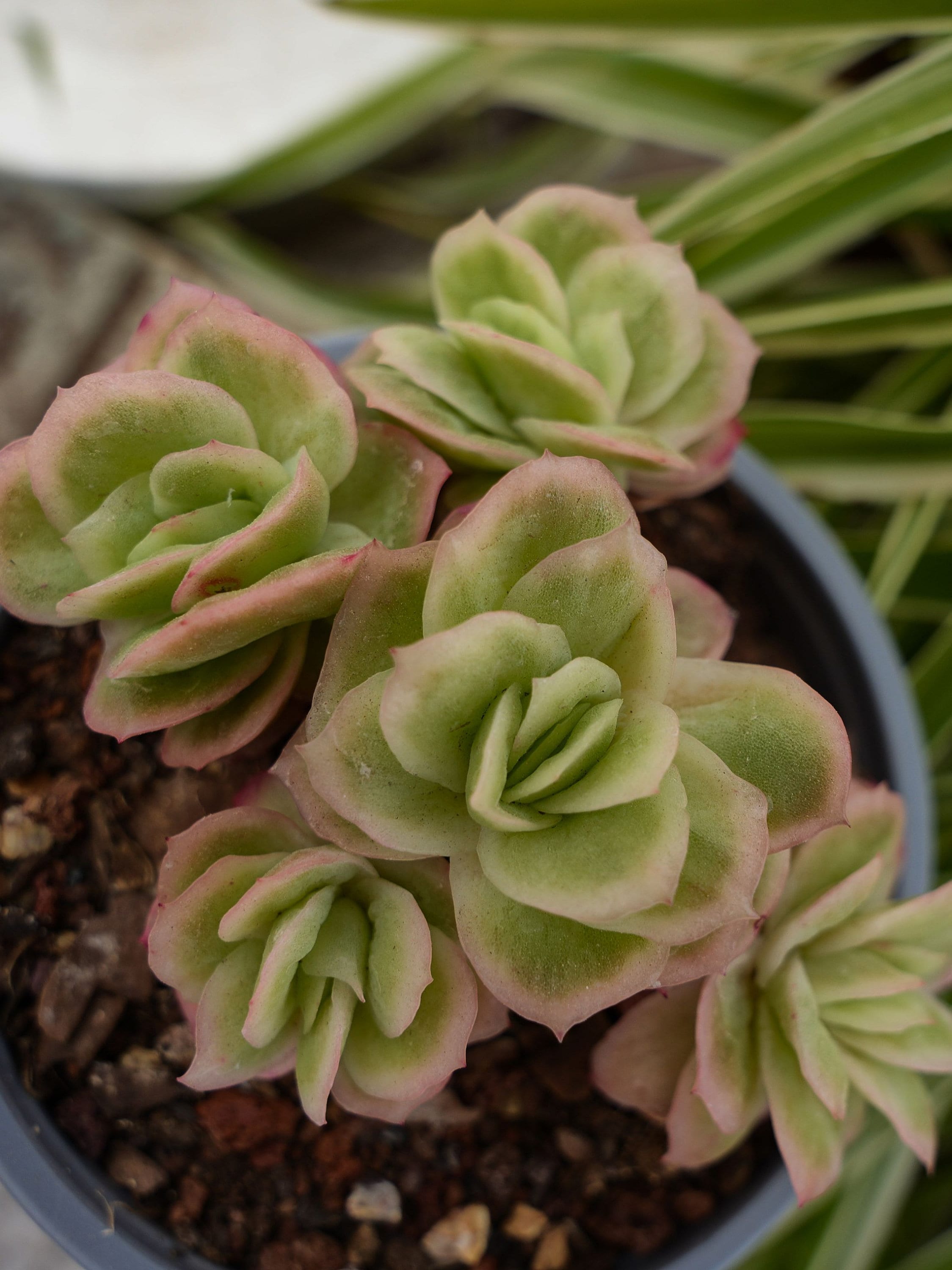 Echeveria Ice Rose Variegated-succulent - Etsy