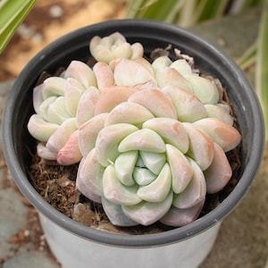 Echeveria Ice Green-succulenta