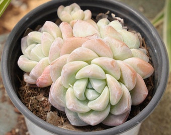 Echeveria Ice Green-Succulent