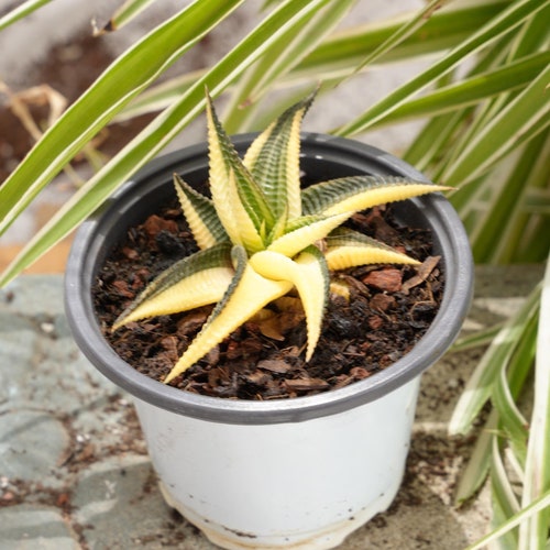Haworthia Limifolia Variegata-succulent - Etsy