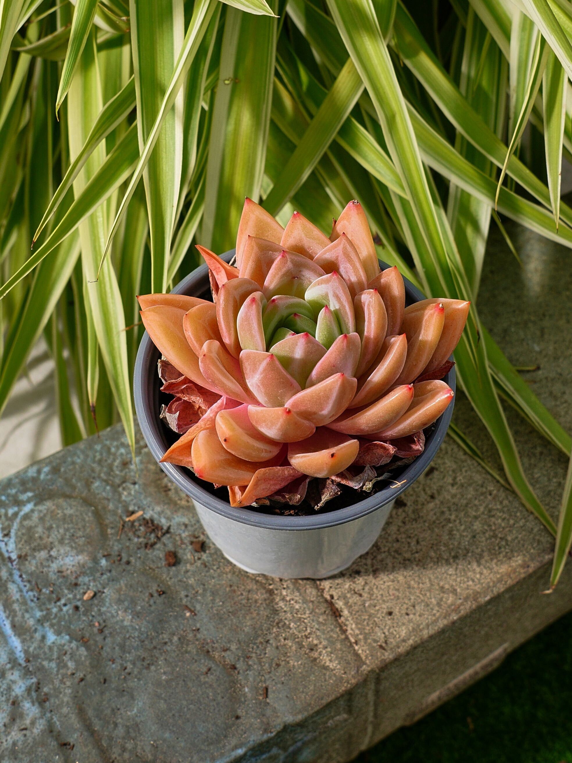 Echeveria Purple Champagne-succulent - Etsy