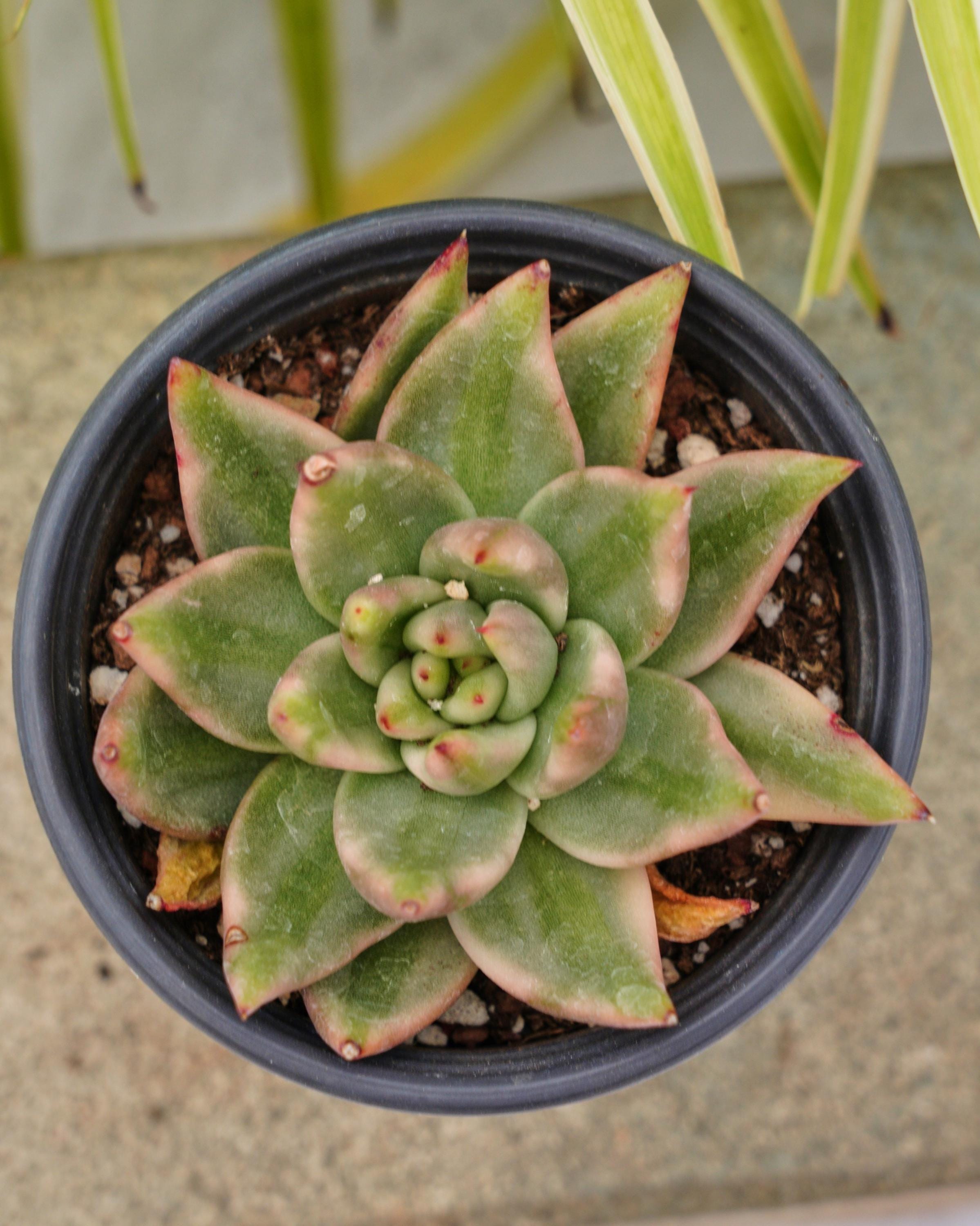 多肉植物 エケベリア アガボイデス リップスティック 抜き苗