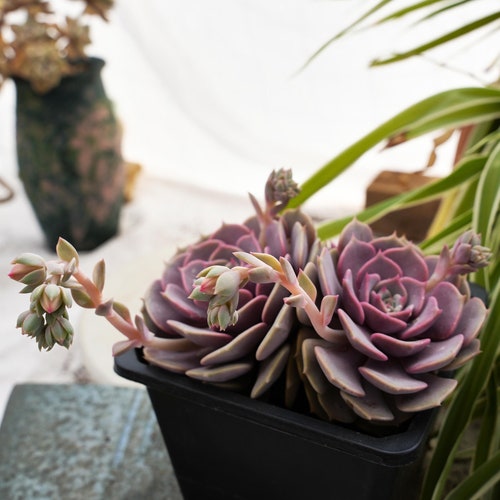 Echeveria Pink Butterfly-Succulent