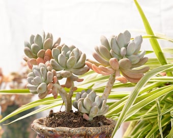 Succulente au doigt Pachyphytum Beauty