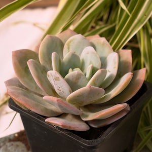 Echeveria cream tea - Etsy 日本 Echeveria cream tea - Etsy 日本