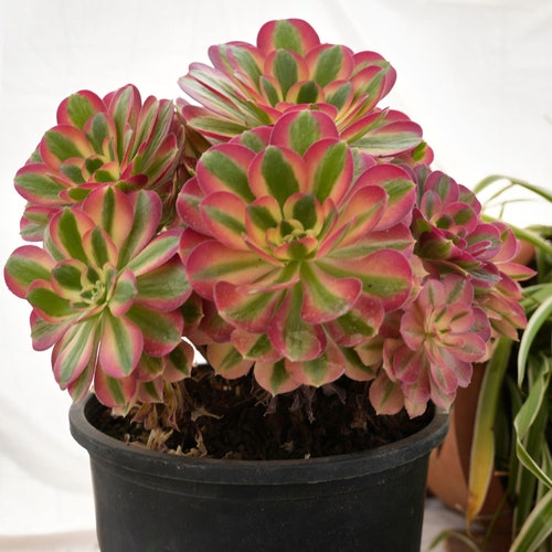 Aeonium Pink Witch-Succulent