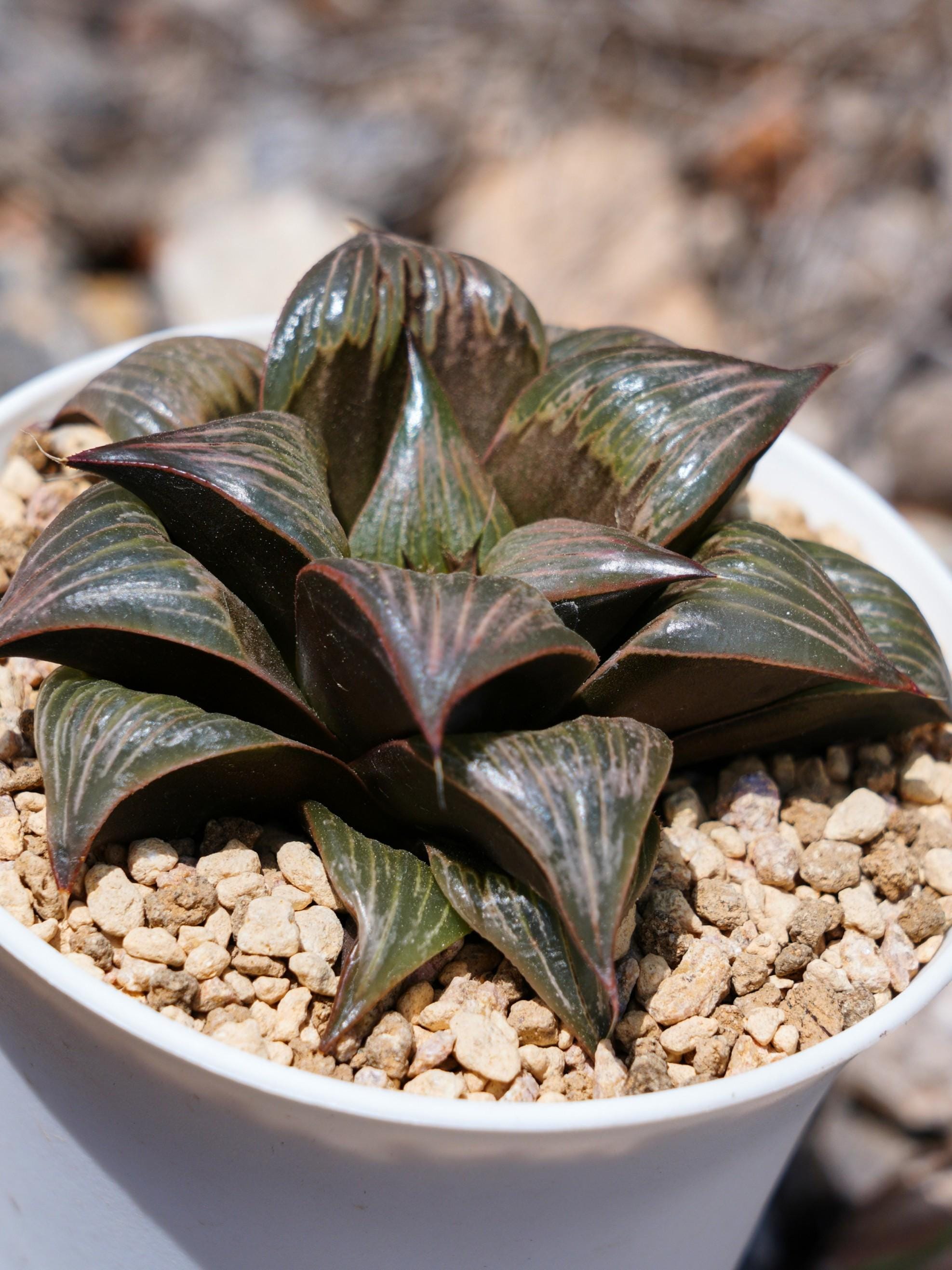 47a 多肉植物 ハオルチア　バディアピンキー錦糊斑　自家繁殖　鉢植え発送 ハオルチア バディア ピンキー - 多肉植物 - Etsy 日本