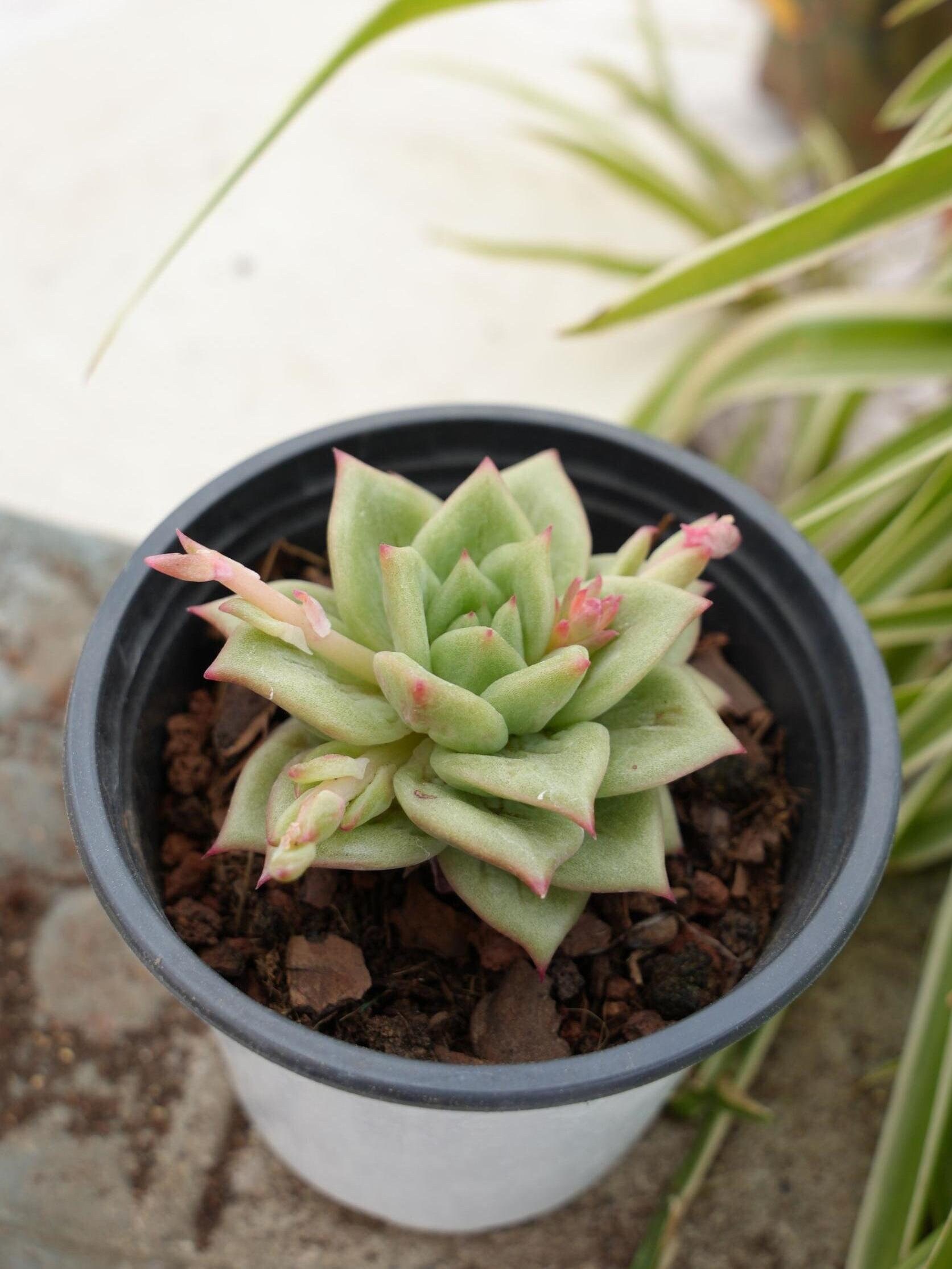 エケベリア リンカーン マリア - 多肉植物 - Etsy 日本