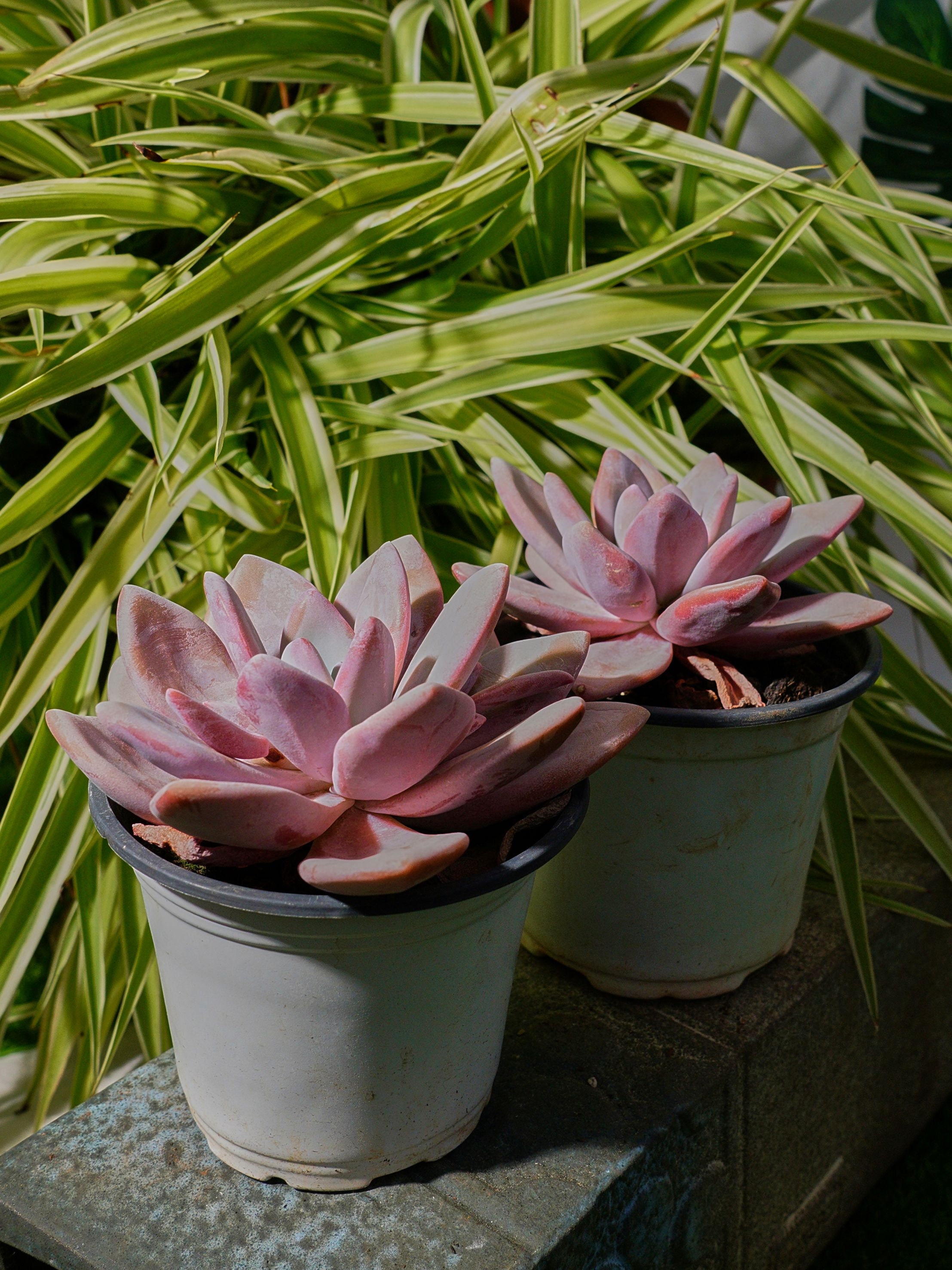 Echeveria Pink Bunny-succulent - Etsy