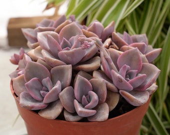 Graptoveria Gypsy-Succulent