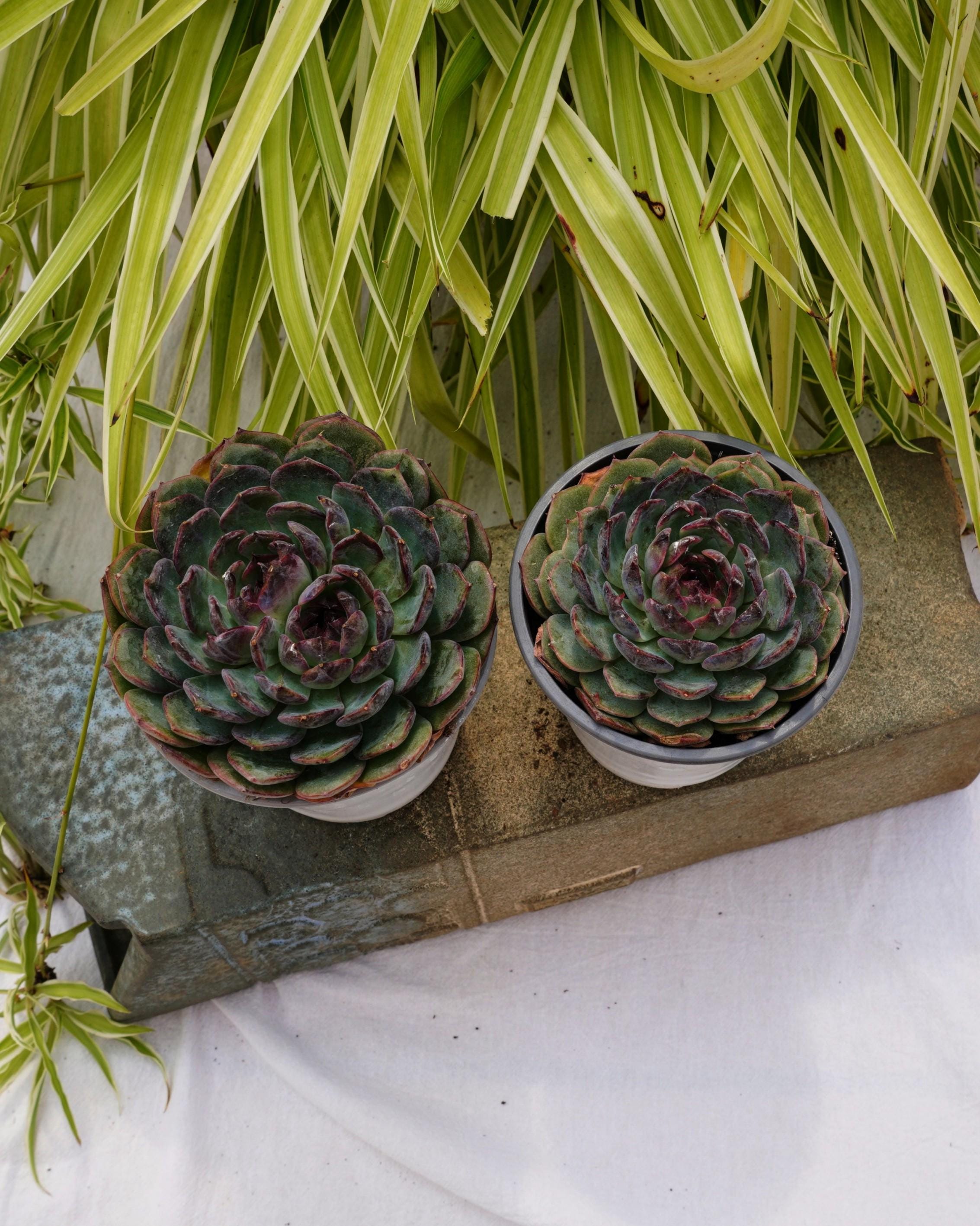 エケベリア ブルーエンチャントレス - 多肉植物 - Etsy 日本