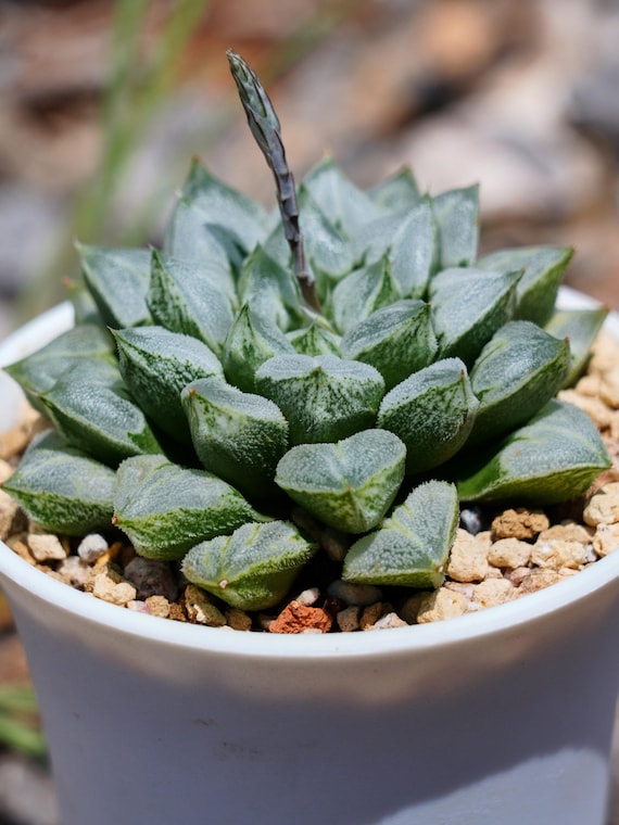 Haworthia Love Heart - Succulent