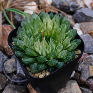Haworthia Cooperi Butterfly Variegated - Succulent