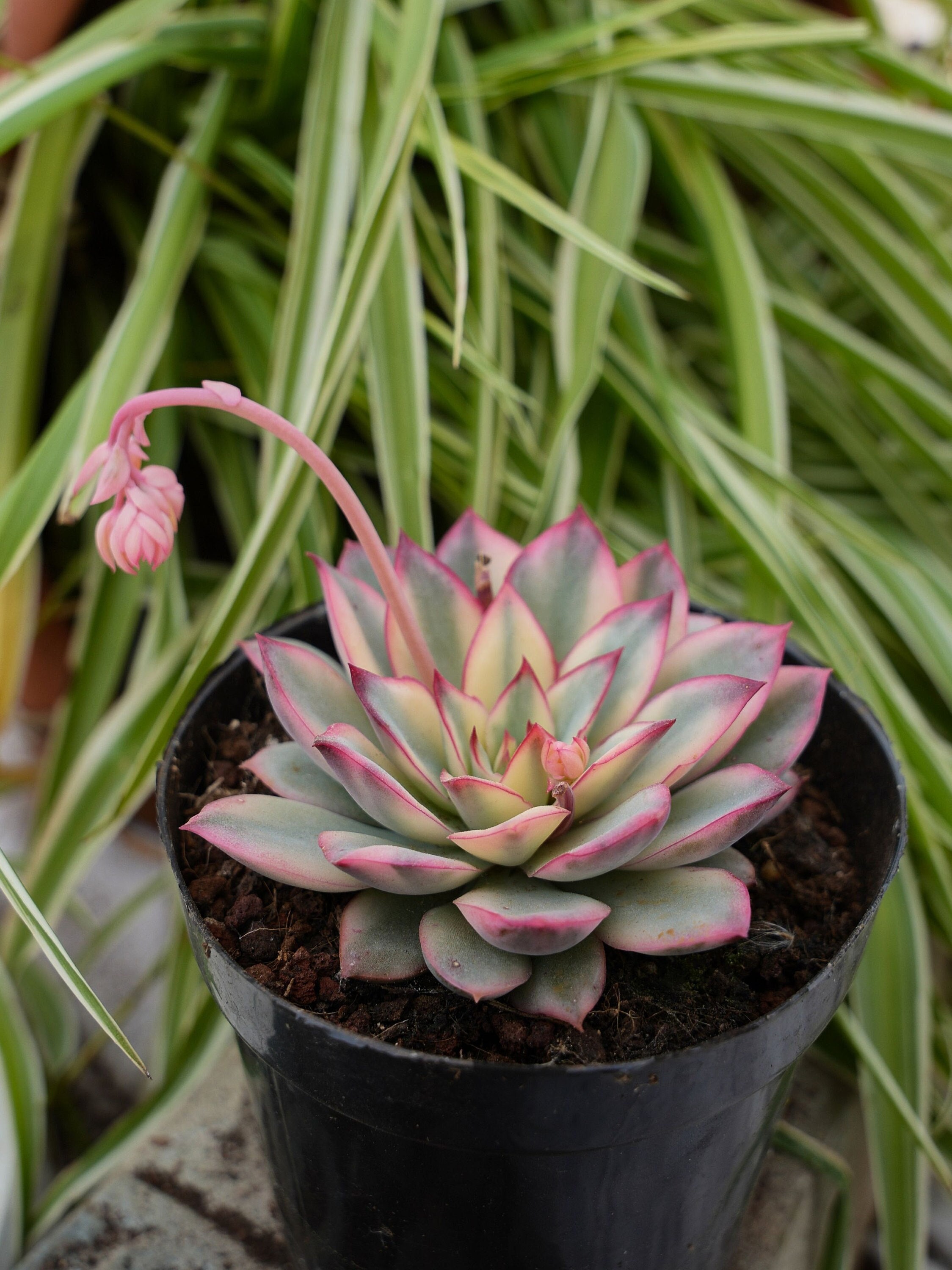 Echeveria Moon Gad Varnish Variegated-succulent - Etsy