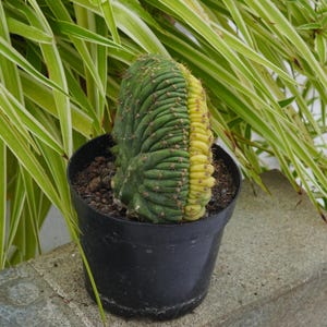 Stapelia Grandiflora Variegated - Rare Boobie Cactus, Mothers Day