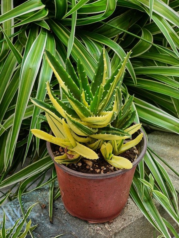 Aloe Mitriformis Variegated - Rare Cacti, Cactus Plants Live - Etsy Israel