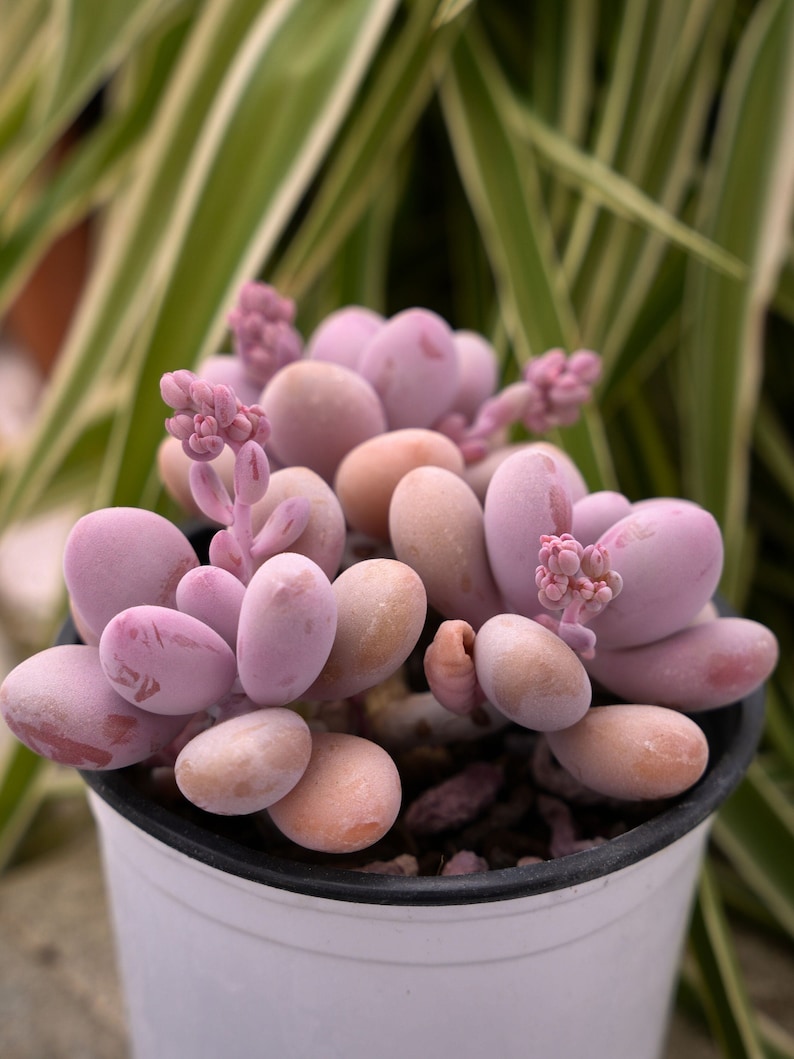 Graptopetalum Amethystinum Lavender Pebbles-Succulent image 1