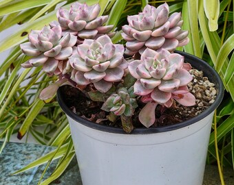 エケベリア プリティ イン ピンク 斑入り - 多肉植物 - Etsy 日本