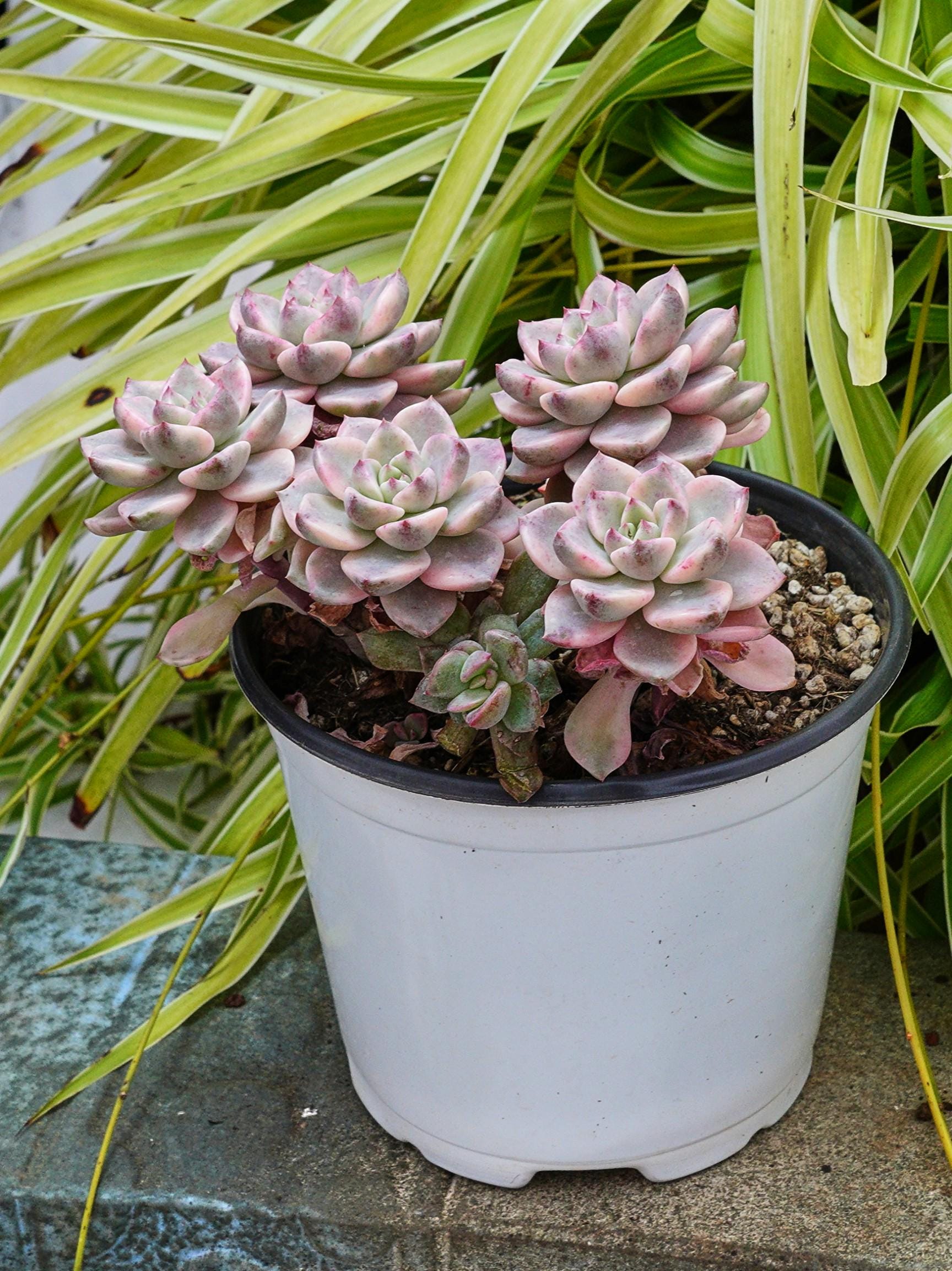 多肉植物　エケベリア・BlackPink斑入り 多肉植物 エケベリア・BlackPink斑入り