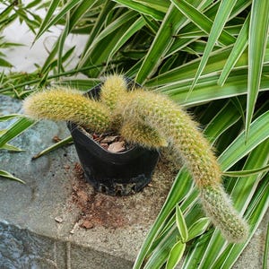 Fox Tail Cactus - Etsy