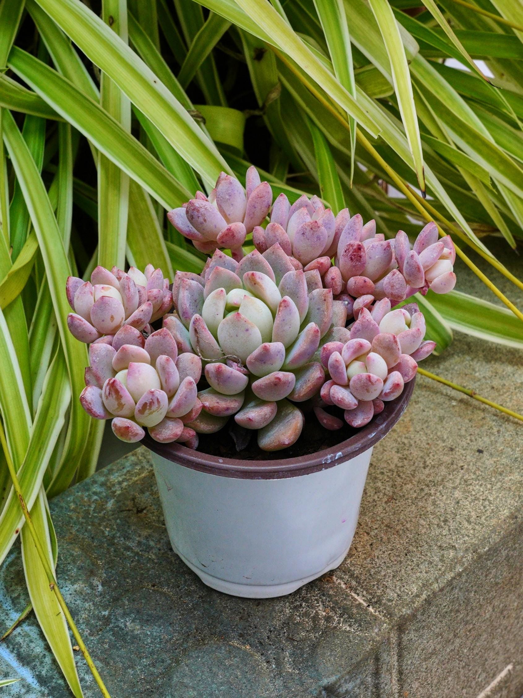 Echeveria Small Red Peach - Succulent