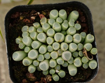 Fenestraria Aurantiaca - Succulent