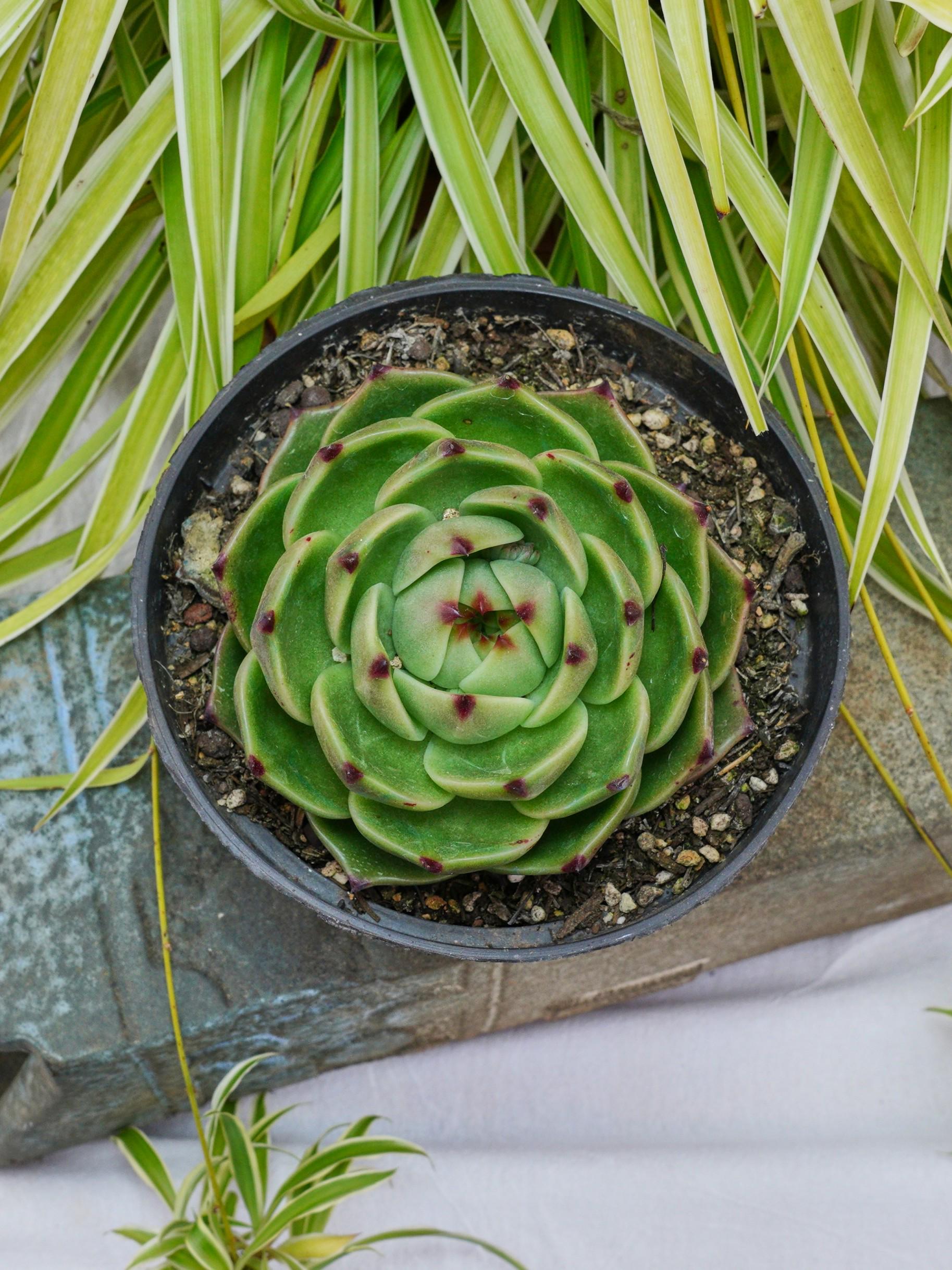 多肉植物　エケベリア　ブルードラゴン　整株群生　抜き苗 発根した 多肉植物エケベリアブルードラゴン整株群生抜き苗 発根した