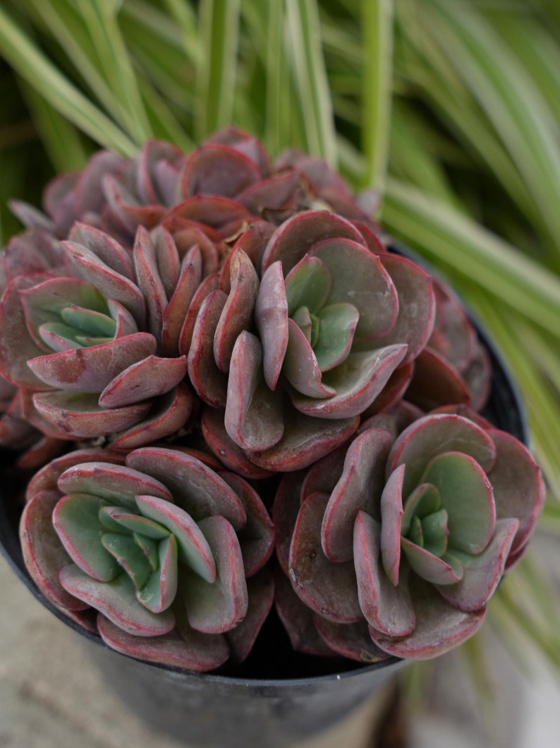 Sunyan Echeveria Sunyan-succulent - Etsy