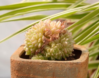 Echeveria Xuezi-Succulent
