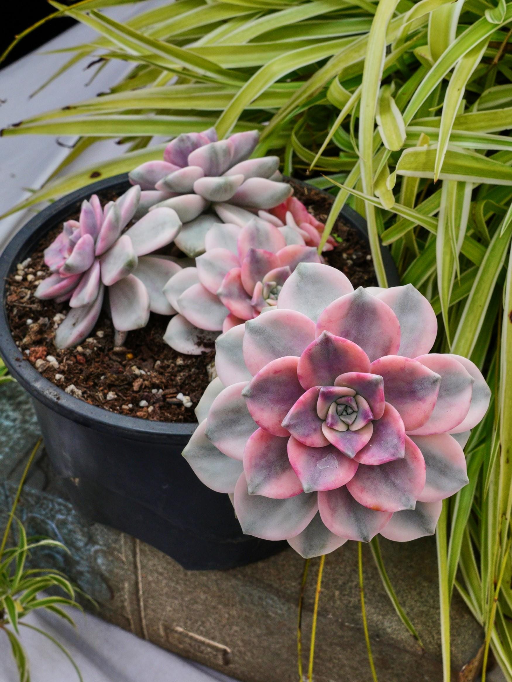 Graptopetalum Purple Delight Variegated-Succulent