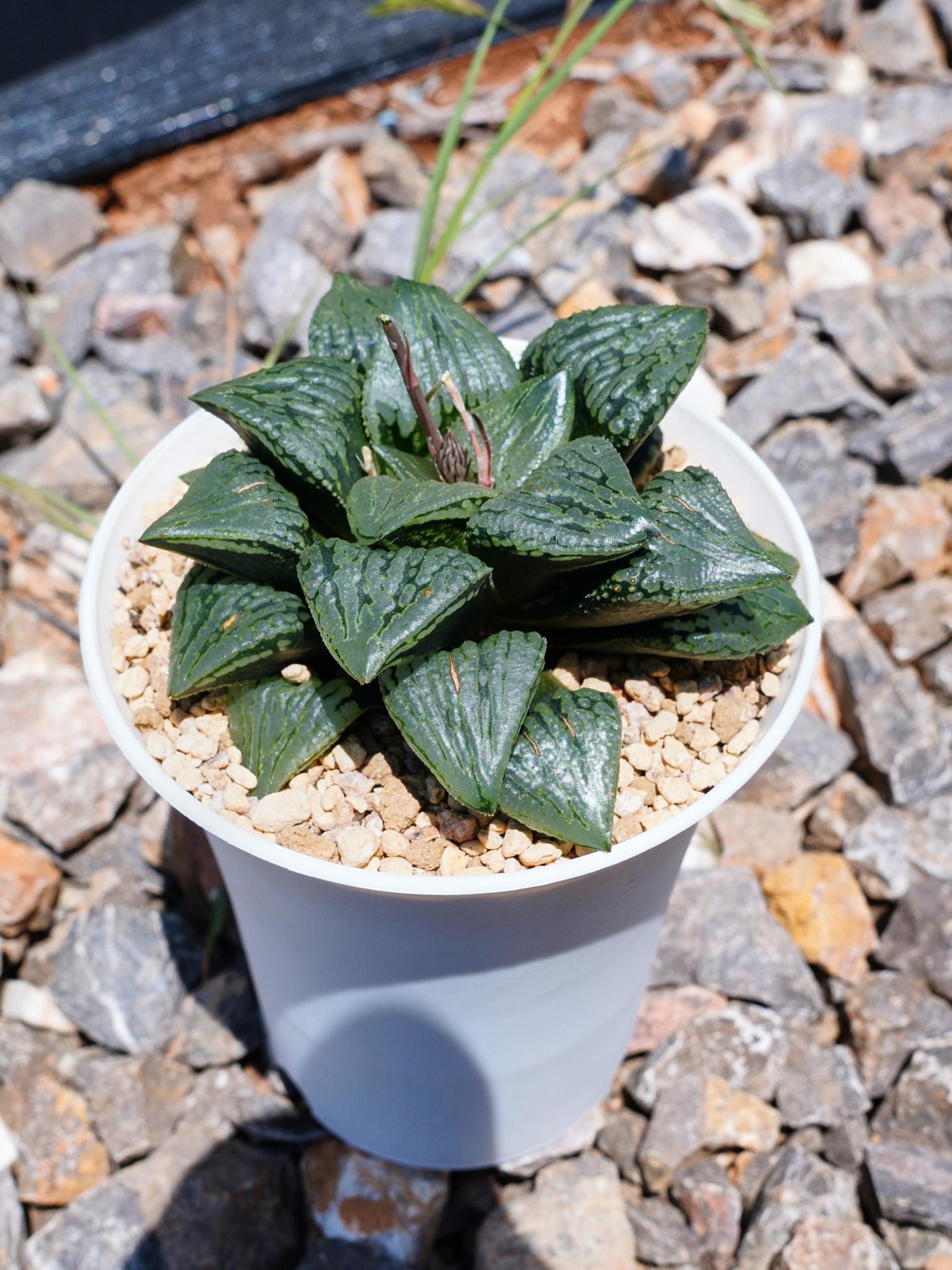 Haworthia Vector Nishiki - Succulent - Etsy