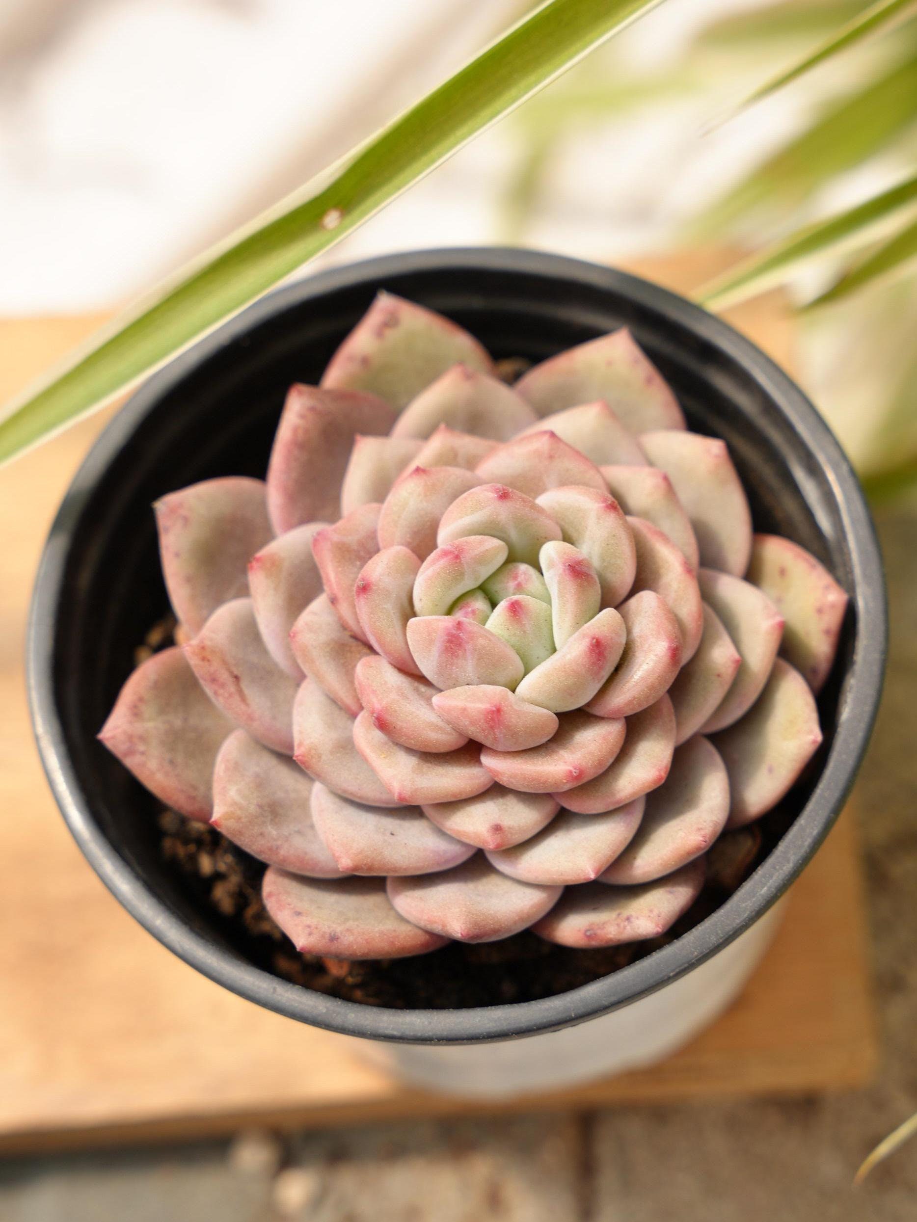 Echeveria Ariel-succulent - Etsy